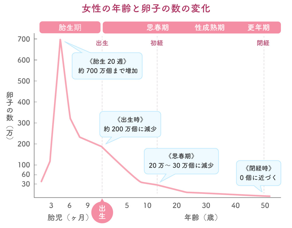 女性の年齢と卵子の数の変化。原始卵胞の数は生まれた時から決まっている