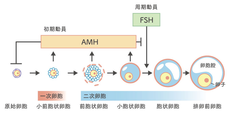 卵胞の発育とAMHの分泌の関係