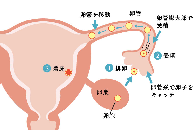 排卵から着床までの流れ