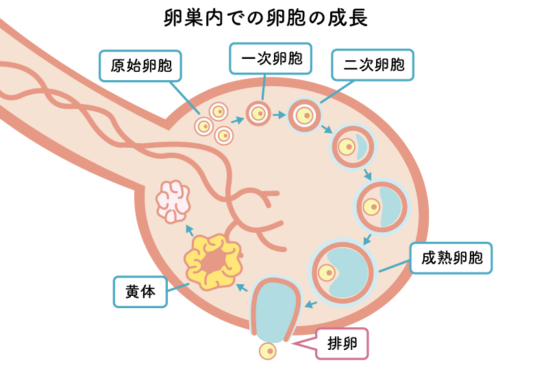 卵巣内での卵胞の成長