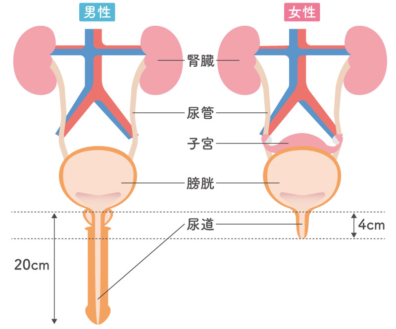女性が膀胱炎に罹りやすい原因 男女の尿道の長さの違い