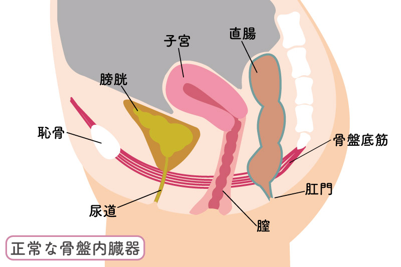 女性の正常な骨盤内臓器