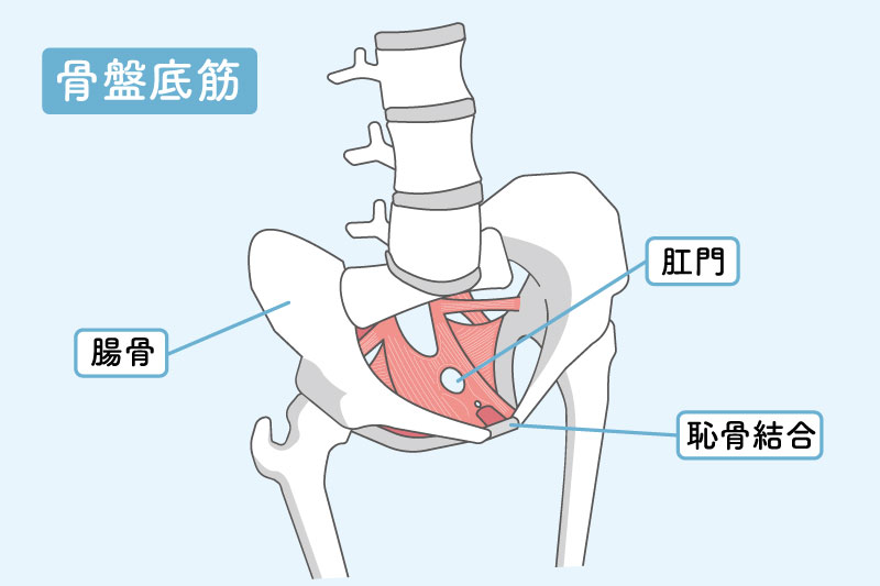 骨盤底筋の位置